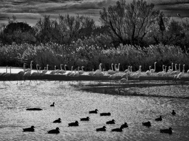 Photographie intitulée "Sur les étangs de C…" par Alain Brasseur, Œuvre d'art originale