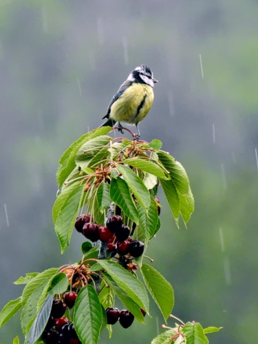 Fotografia zatytułowany „Le temps des cerise…” autorstwa Alain Brasseur, Oryginalna praca