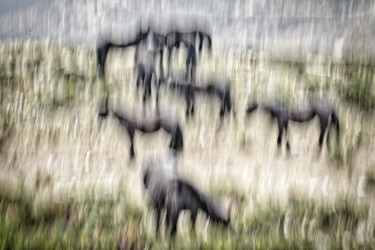 Fotografie mit dem Titel "Horses" von Alain Brasseur, Original-Kunstwerk