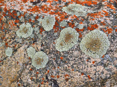 Fotografía titulada "Lichens /21" por Alain Brasseur, Obra de arte original