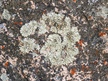 Photographie intitulée "Lichens /20" par Alain Brasseur, Œuvre d'art originale