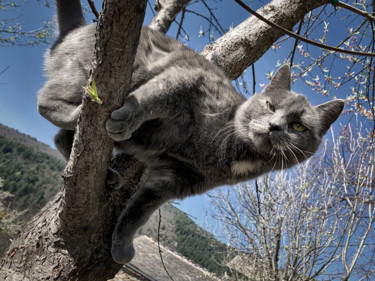 Fotografía titulada "Chat'perlipopette,…" por Alain Brasseur, Obra de arte original