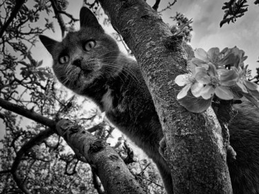 Fotografia intitulada "chat'perlipopette,…" por Alain Brasseur, Obras de arte originais