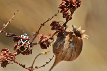 Photographie intitulée "dsc 06" par Alain Brasseur, Œuvre d'art originale