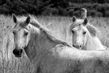Photography titled "Chevaux" by Alain Brasseur, Original Artwork