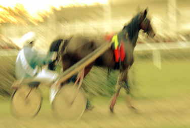 Fotografia intitulada "Cheval" por Alain Brasseur, Obras de arte originais