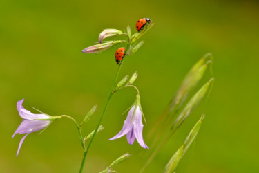 Photographie intitulée "Coccinelles" par Alain Brasseur, Œuvre d'art originale