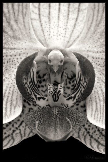 Photographie intitulée "Orchidée" par Alain Brasseur, Œuvre d'art originale