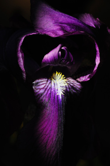 Photographie intitulée "Iris" par Alain Brasseur, Œuvre d'art originale