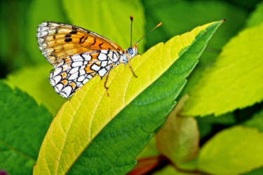 Photography titled "papillon" by Alain Brasseur, Original Artwork