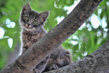 Photographie intitulée "Chaton" par Alain Brasseur, Œuvre d'art originale