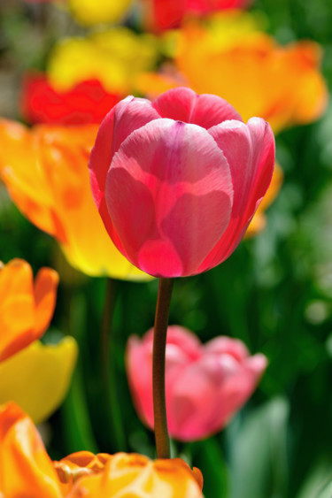 Fotografie mit dem Titel "Tulipes" von Alain Brasseur, Original-Kunstwerk