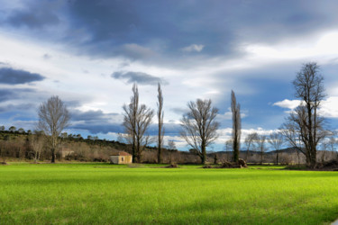 Photographie intitulée "Le blé en herbe" par Alain Brasseur, Œuvre d'art originale