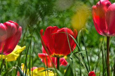 Photography titled "Tulipes" by Alain Brasseur, Original Artwork