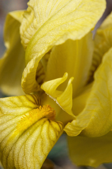 Fotografie getiteld "iris jaune" door Alain Brasseur, Origineel Kunstwerk