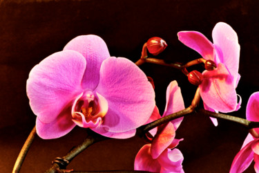 Photography titled "Orchidées" by Alain Brasseur, Original Artwork