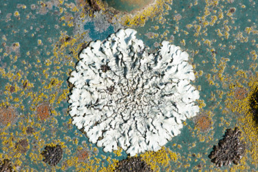 Photographie intitulée "Lichens 1" par Alain Brasseur, Œuvre d'art originale