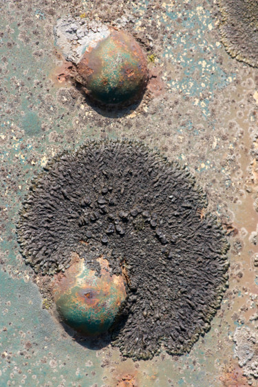Photographie intitulée "Lichens 2" par Alain Brasseur, Œuvre d'art originale