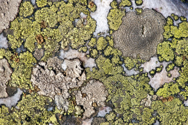 Photography titled "Lichens 3" by Alain Brasseur, Original Artwork