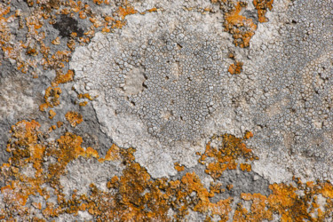 Photography titled "Lichens 4" by Alain Brasseur, Original Artwork