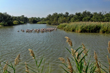 Φωτογραφία με τίτλο "Flamands roses" από Alain Brasseur, Αυθεντικά έργα τέχνης