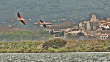 Photographie intitulée "Flamands roses" par Alain Brasseur, Œuvre d'art originale