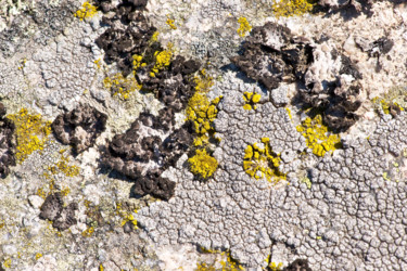 Photography titled "Lichens 5" by Alain Brasseur, Original Artwork