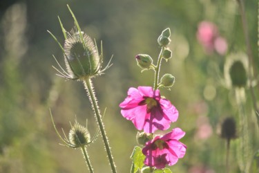 Photography titled "Roses trémières" by Alain Brasseur, Original Artwork