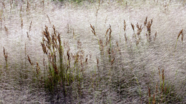 Fotografie getiteld "Les herbes délicate…" door Alain Brasseur, Origineel Kunstwerk