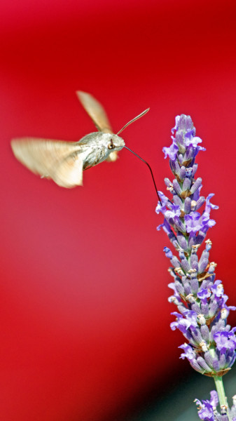 Photographie intitulée "Moro sphinx" par Alain Brasseur, Œuvre d'art originale