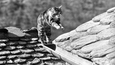 Photographie intitulée "Chat de gouttière" par Alain Brasseur, Œuvre d'art originale