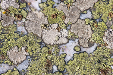 Photography titled "Lichens 6" by Alain Brasseur, Original Artwork