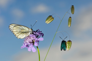 Photographie intitulée "Papillons sur tremb…" par Alain Brasseur, Œuvre d'art originale