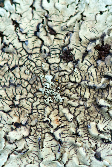 Photography titled "Lichens 7" by Alain Brasseur, Original Artwork