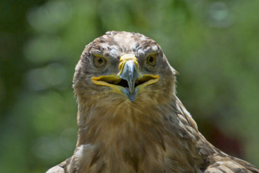 Fotografie getiteld "Aigle" door Alain Brasseur, Origineel Kunstwerk