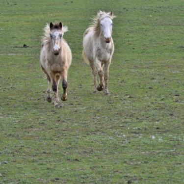 Photography titled "Crinières au vent" by Alain Brasseur, Original Artwork