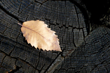 Photographie intitulée "Souche et feuille d…" par Alain Brasseur, Œuvre d'art originale