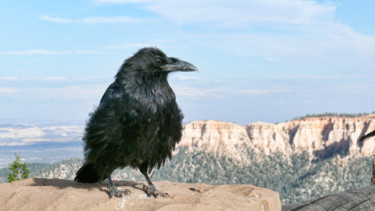 Photographie intitulée "Grand corbeau" par Alain Brasseur, Œuvre d'art originale