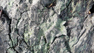 Photographie intitulée "Lichens sur châtaig…" par Alain Brasseur, Œuvre d'art originale