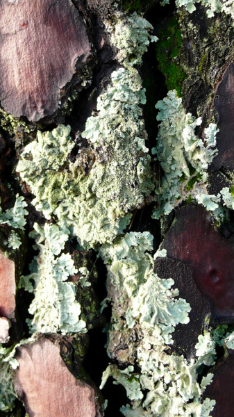 Photography titled "Lichens 9" by Alain Brasseur, Original Artwork