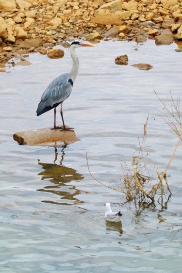 Photographie intitulée "Mouettes et héron s…" par Alain Brasseur, Œuvre d'art originale