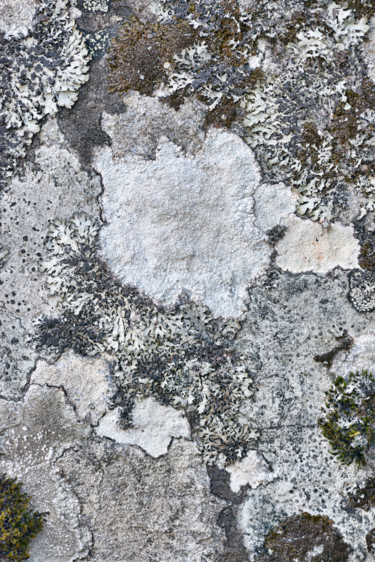 Photography titled "Lichens 11" by Alain Brasseur, Original Artwork