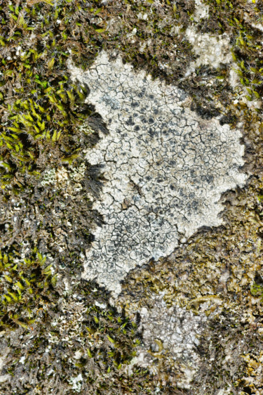 Photography titled "Lichens 12" by Alain Brasseur, Original Artwork