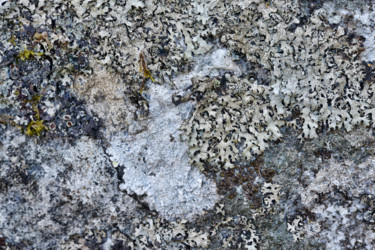 Photography titled "Lichens 13" by Alain Brasseur, Original Artwork