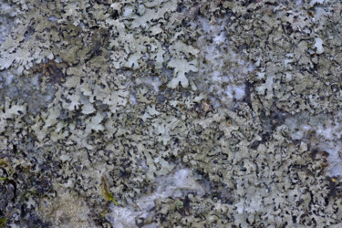 Photography titled "Lichens 14" by Alain Brasseur, Original Artwork