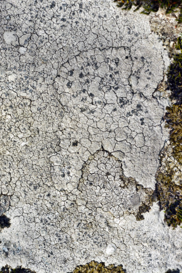 Photography titled "Lichens 15" by Alain Brasseur, Original Artwork