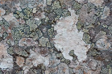 Photography titled "Lichens 17" by Alain Brasseur, Original Artwork
