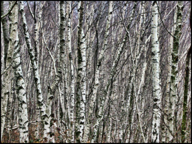 Photography titled "Forêt de bouleaux" by Alain Brasseur, Original Artwork