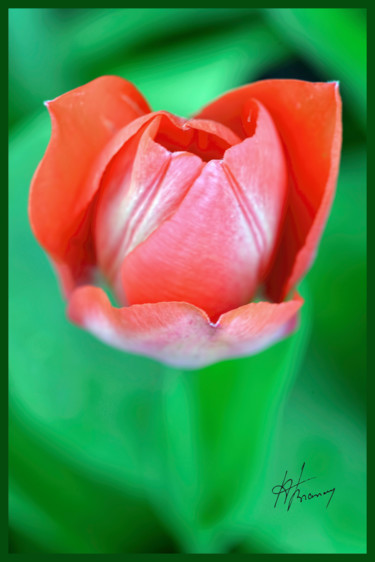 Photography titled "Tulipe" by Alain Brasseur, Original Artwork