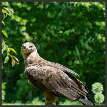 Photographie intitulée "Aigle royal" par Alain Brasseur, Œuvre d'art originale